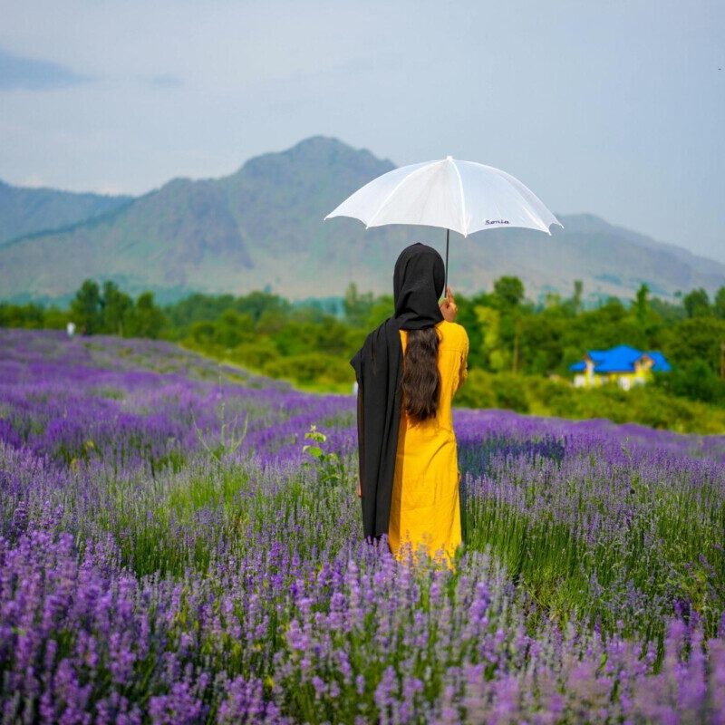 A woman in a mustard-yellow dress and black scarf stands with a white umbrella in a sea of blooming lavender, gazing towards the hazy mountains of Kashmir under a soft, overcast sky.