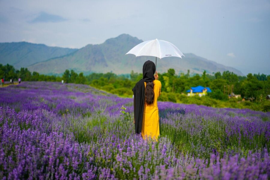 A woman in a mustard-yellow dress and black scarf stands with a white umbrella in a sea of blooming lavender, gazing towards the hazy mountains of Kashmir under a soft, overcast sky.