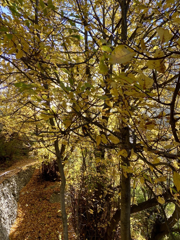 autumn forest near gangotri image