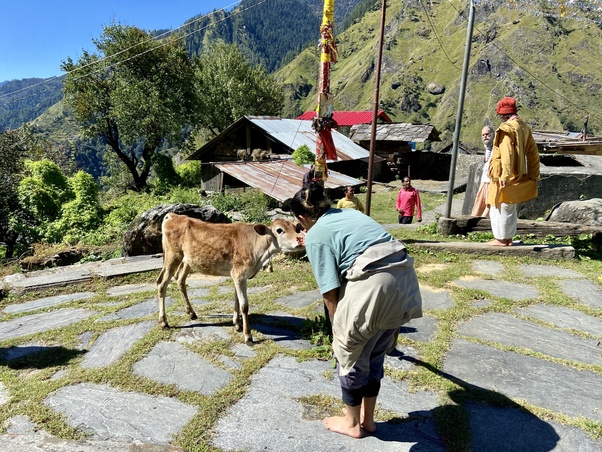 gangnani cows image