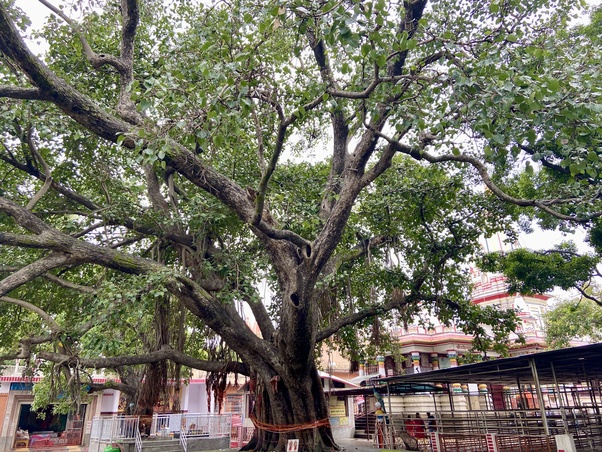 haridwar-banyan-tree