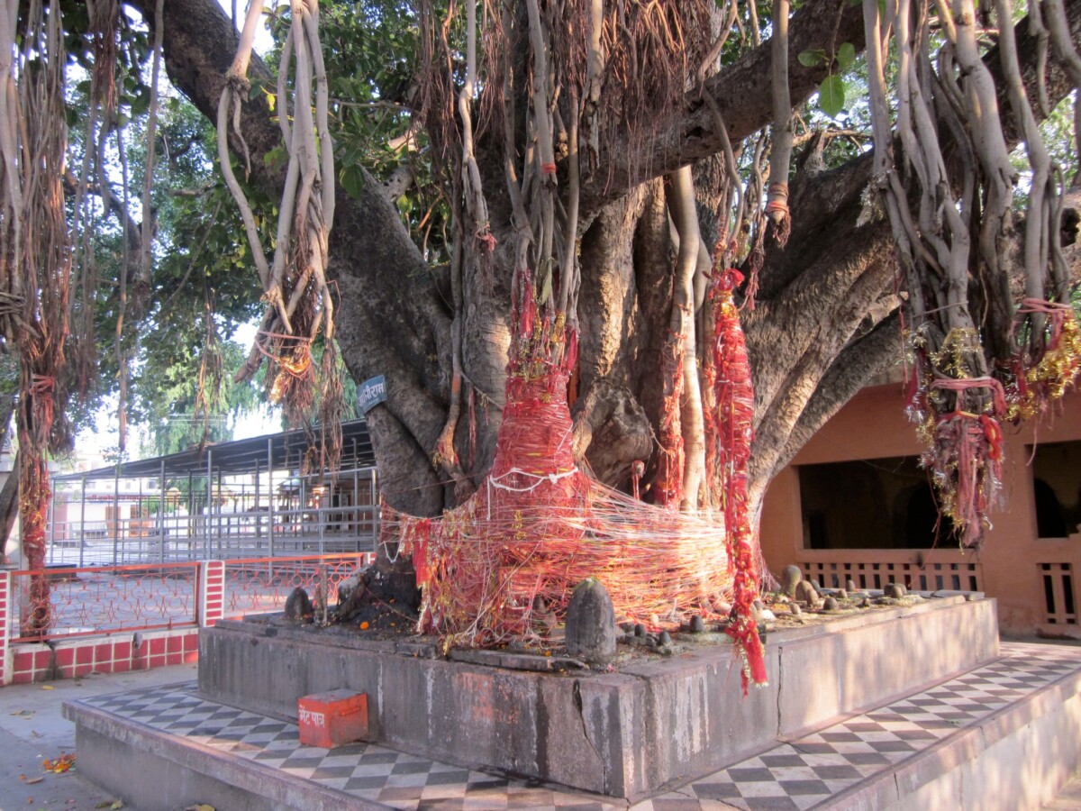 haridwar tree shrine