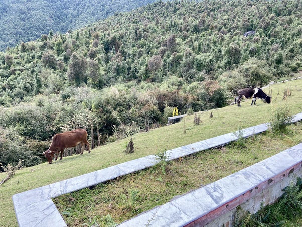 himalayan cows image